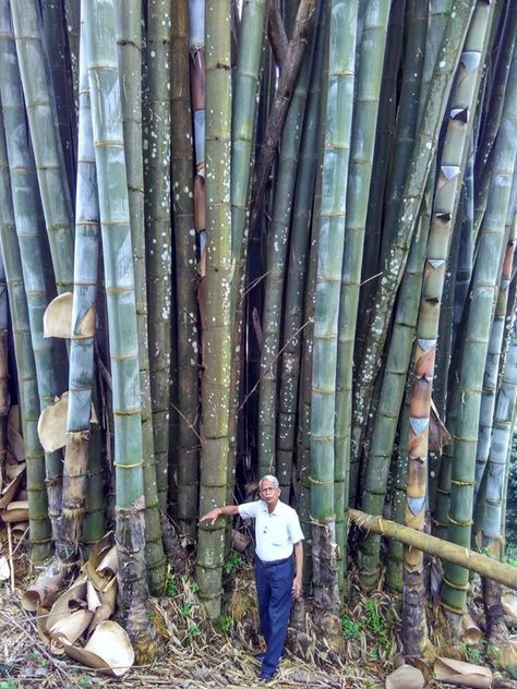 Bamboo Species, Fast Growing Plants, Bamboo Plants, Side Yard, Growing Plants, Facts About, All Pictures, 6 Inches, Garden Decor