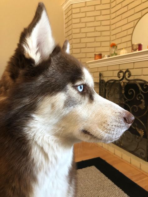 Husky Drawing Reference, Husky Profile Picture, Husky Side View, Dog Side Profile Drawing, Husky Reference, Dog Profile Pic, Animal Side Profile, Husky Fursona, Dog Side Profile