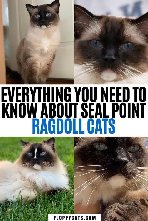 Seal Ragdoll Cat, Seal Mitted Ragdoll, Seal Point Ragdoll Cat, Seal Point Cat, Seal Point Ragdoll, Lynx Ragdoll, Blue Point Ragdoll, Ragdoll Cat Colors, Mitted Ragdoll