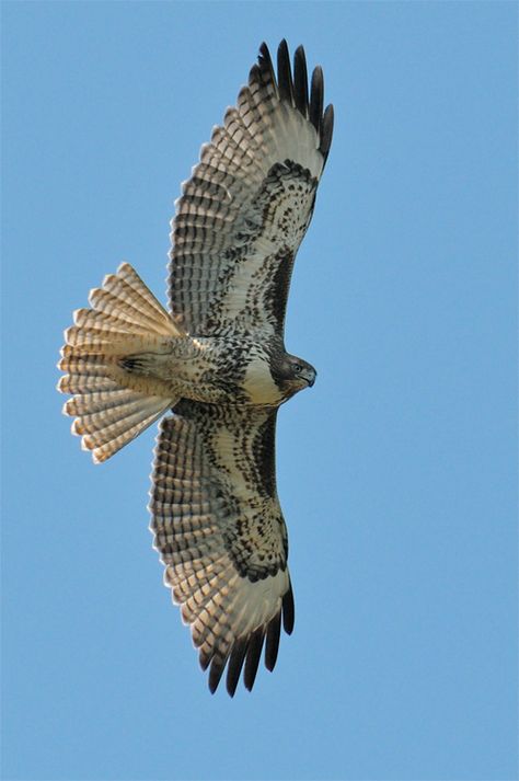 Red Tail Hawk, terror of the neighborhood and frequent visitor to my 'feeder'. Hawk Flying, Flying Hawk, Flying Creatures, Winged Creatures, Red Tailed Hawk, All Birds, Big Bird, Pretty Birds, Bird Photo