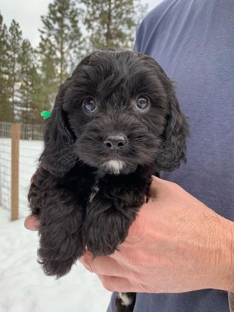 Black Cavapoo Puppies, Cavoodle Black, Cavapoo Black, Black And White Cavapoo, Black Cavapoo, Sproodle Puppies, Jackapoo Puppy, Cava Poo Puppies, Cavapoo Puppies For Sale Near Me