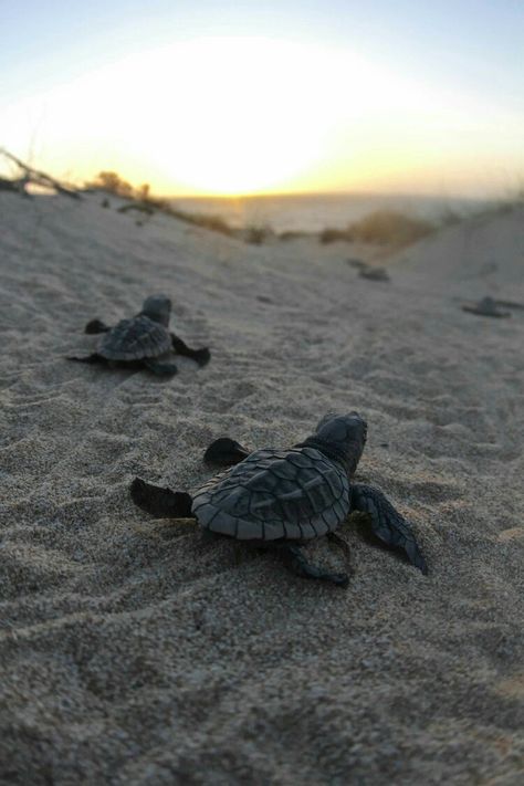 Baby Sea Turtles Turtle Hatching, Baby Sea Turtles, Sea Turtles, Heads Up, Turtles, Made It, Coral, Australia