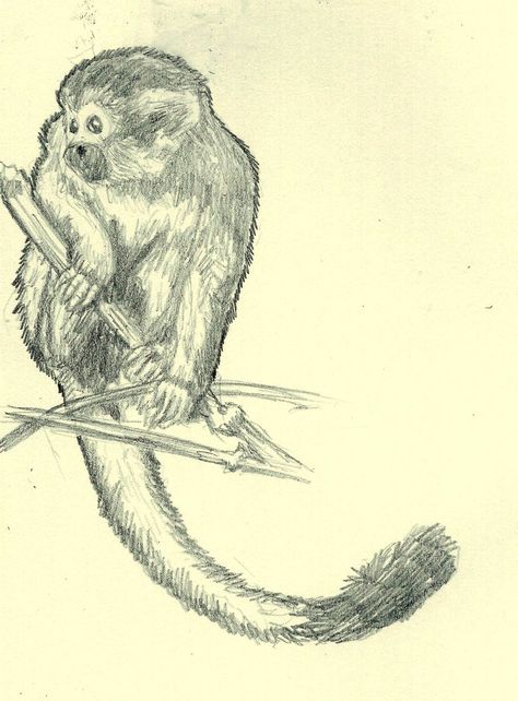 Monkey Drawing, Squirrel Monkey, Art Room, Room Inspo, Drawing Ideas, Tattoo Ideas, Bali, Humanoid Sketch, Drawings