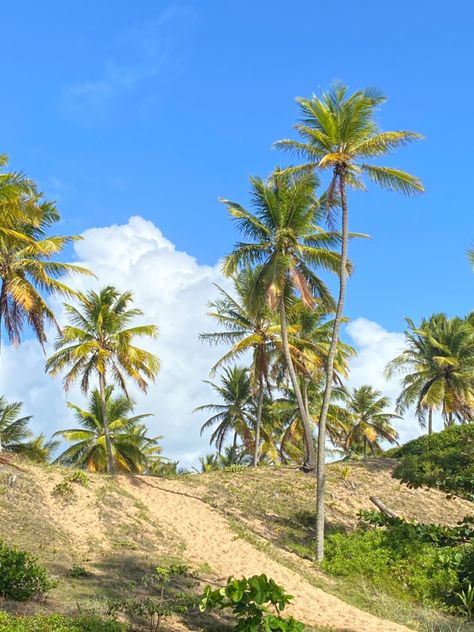 beautiful beach in Brazil #summer #beach #holiday #aesthetic #life #living Beach Holiday Aesthetic, Brazil Summer, Holiday Aesthetic, Aesthetic Life, Beach Holiday, Beautiful Beaches, Summer Beach, Brazil, In This Moment