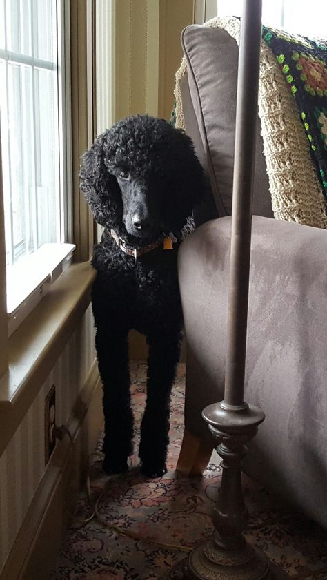 Hey, would someone let me outside? Roland, black standard poodle Black Poodle Standard, Standard Poodle Black, Black Poodle Aesthetic, Livestock Pictures, Poodle Aesthetic, Standard Poodle Cuts, Standard Poodle Haircuts, Poodle Black, Moyen Poodle