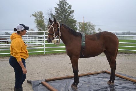 Kennedie's student trainer is working to desensitize her. For more information about Kennedie visit us at http://horses.missouri.edu. #MUEquine #appendixquarterhorse #training #mizzou #horse #fundraiser #auction Yearling Horse Training, Weanling Horse, Desensitizing Horses, Foal Training, Mustang Makeover, Horse Trainer, Horse Training, Quarter Horse, Show Horses