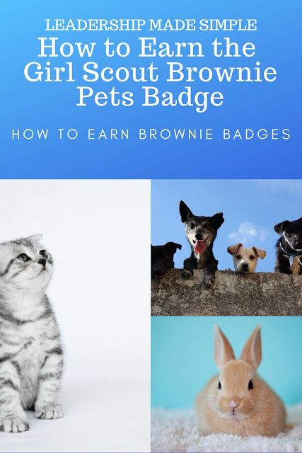 Pet Badge For Brownies, Brownie Girl Scouts Activities, Brownie Pets Badge, Brownie Badge Ideas, Brownie Pet Badge, Brownie Meeting Ideas, Brownie Activities, Scouts Badges, Girl Scout Brownies Meetings