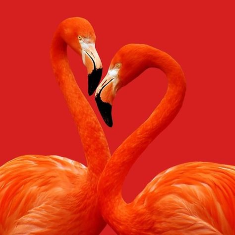 Flamingo Flamingo Pictures, Flamingo Painting, Animal References, Rose Orange, Majestic Animals, Love Posters, Restaurant Branding, Beach Scene, Exotic Birds