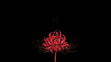 Tokyo Ghoul Red Spider Lily, Tokyo Ghoul Flower, Lily Wallpaper, Red Spider Lily, Red And Black Wallpaper, Dark Red Wallpaper, Tokyo Ghoul Wallpapers, Desktop Wallpaper Art, 다크 판타지