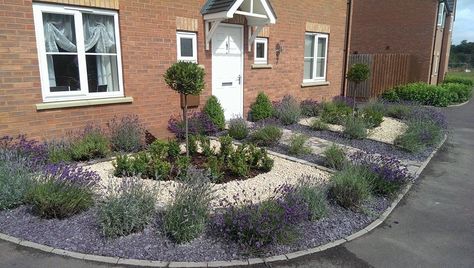 Lavenders and slate for formal small front garden with bay tree centre and cobble path Lavender Front Garden Ideas, Front Garden Chippings Ideas, Slate Front Garden, Lavender Front Garden, Low Maintenance Front Garden Ideas Uk, Small Front Garden Ideas Low Maintenance, Stone Front Garden, Slate Garden Ideas, Gravel Front Garden