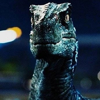 Velociraptor Jurassic Park, Blue Velociraptor, Velociraptor Blue, Blue Jurassic World, World Gif, A Icon, Jurassic World 2015, Robot Dinosaur, Dinosaur Photo