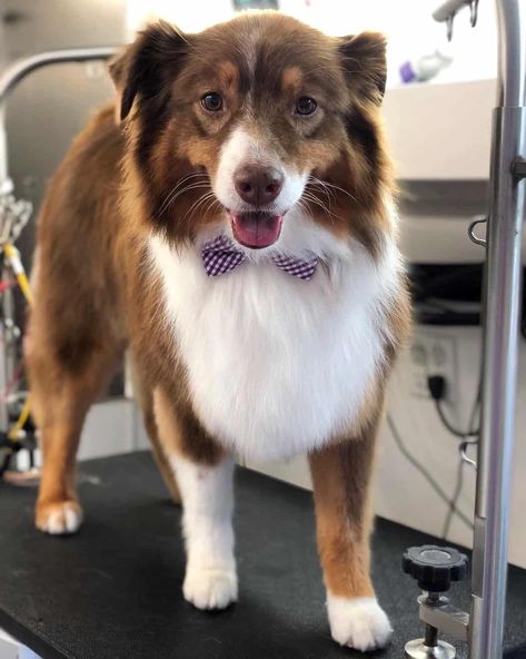 Australian Shepherd Grooming: An Ultimate Guide (With FAQs) Aussie Haircut Styles, Aussie Haircut, Australian Shepherd Haircut, Australian Shepherd Grooming, Grooming Australian Shepherd, Toy Aussie, Mini Australian Shepherds, Aussie Shepherd, Long Dog