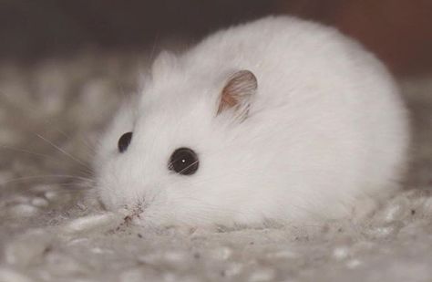 Sweet hamster. White Hamster, Hamster Care, Baby Hamster, Pocket Pet, Cute Kawaii Animals, Cute Hamsters, Animal Sanctuary, Foster Home, Pet Rabbit