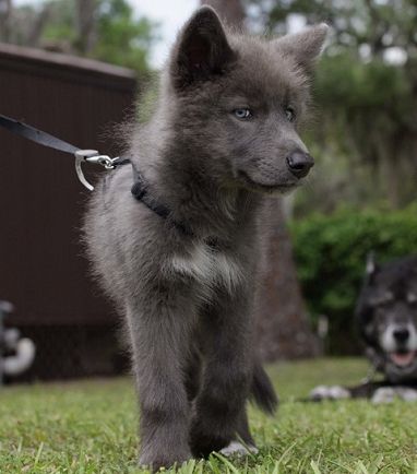 Although this is a beautiful pup, I'm not a fan of wolf hybrids, which is exactly what this is. I've worked with wolves enough to know they cannot be trained like a domesticated dog - I know this because I'm a dog trainer of German Shepherds. PLEASE do your research before you bring a dog breed into your home that won't be a good fit. | Dillon - Blue Bay Shepherds ♥ Wolf Hybrid, White German Shepherd, Blue Bay, Wolf Dog, Blue Heeler, Shepherd Puppies, Cane Corso, German Shepherd Puppies, Dog Behavior