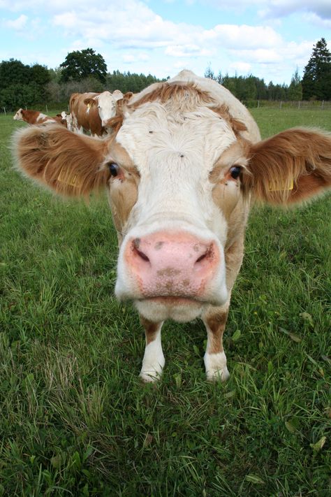 Pet Cows, Mini Cows, Fluffy Cows, Moo Moo, Cow Pictures, Farm Cow, Manatees, Dairy Cows