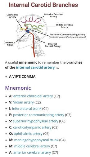 Internal Carotid Artery Branches, Carotid Artery Ultrasound, Arterial System, Internal Carotid Artery, Carotid Artery, Medical Student Study, Medical School Studying, Medical School Essentials, Health And Fitness Magazine