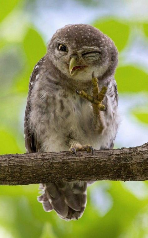 Wild Owl, Funny Owls, Owl Pictures, Airbrush Art, Funny Birds, Cute Creatures, Funny Animal Pictures, Animal Photo, Cute Little Animals