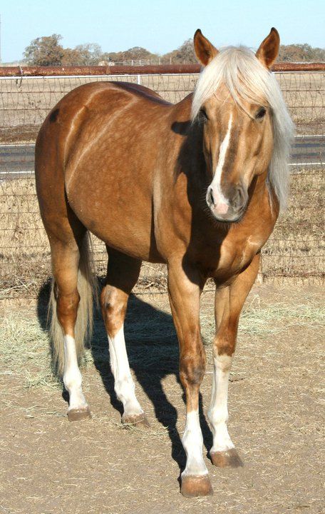 Dapple palomino quarter horse Chocolate Palomino Quarter Horse, Dapple Palomino Horse, Quarter Horse Palomino, Palomino Quarter Horse, Aqha Stallion, Palomino Horses, Horse Beautiful, Cha Ching, Horse Colors