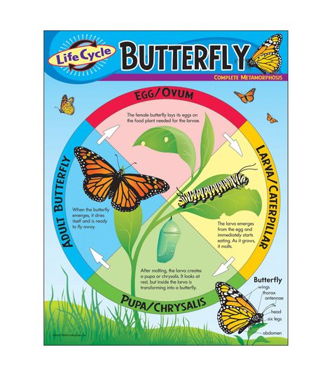 Life Cycle of a Butterfly Learning Chart 17"x22" 6pk Butterfly Pupa, Cycle Stages, Stages Of A Butterfly, Life Cycle Of A Butterfly, Cycle Of A Butterfly, Butterfly Project, Creative Teaching Press, Butterfly Life Cycle, Butterfly Collection