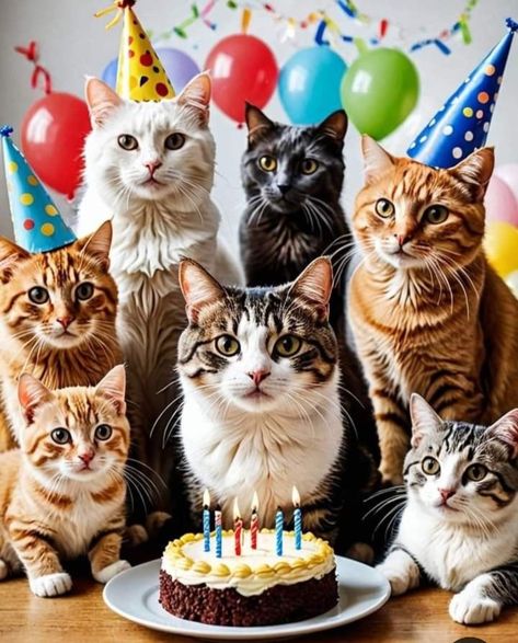 Happy Birthday Bill, Cat Birthday Wishes, Funny Happy Birthday Gif, Pet Advertising, Happy Birthday Animals, Kitten Birthday Party, Funny Happy Birthday Images, Birthday Cards Images, Birthday Cat