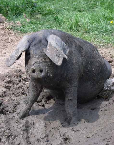 Our Rare Breed Large Black Pigs Black Pigs, Large Black Pig, Berkshire Pigs, Pig In Mud, Pig Breeds, Black Pig, Pig Ears, Small Pigs, Pig Pictures