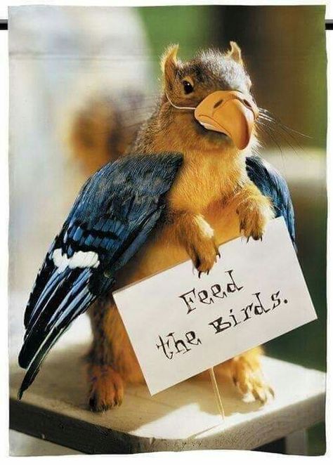 Squirrel Memes, Funny Squirrel Pictures, Feed The Birds, Squirrel Pictures, Squirrel Funny, Cute Squirrel, Funny Birds, Outdoor Flags, Baby Animals Funny