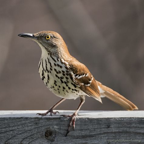 Nest Images, Paint Birds, Brown Thrasher, Bird Study, Bird Identification, Painting Birds, World Birds, Brown Bird, State Birds