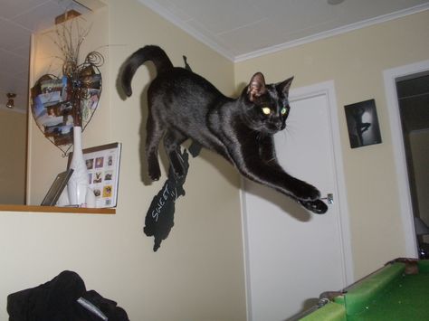 Crazy photo of my cat, Dora :)  #blackcat #jumping #cat #stillframe Cat Jumping, Jumping Cat, Still Frame, Strange Photos, Black Cats, My Cat, Beautiful Cats, Kung Fu, Black Cat