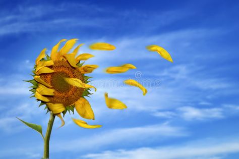 Windy Portrait, Wind Tattoo, Fear Of Change, Wind Drawing, Leslie Sansone, Sunflower Images, Outside My Window, Sunflower Drawing, Blowing In The Wind