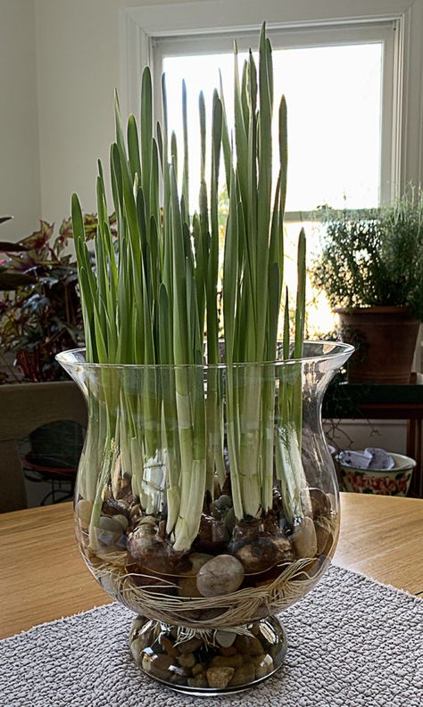 Growing Bulbs Indoors, Paperwhite Narcissus, Narcissus Bulbs, Cut Garden, Tall Glass Vase, Growing Bulbs, Indoor Greenery, Amaryllis Bulbs, Spring Decorating