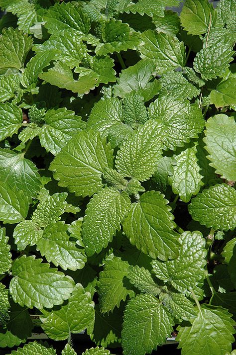 Lemon Balm (Melissa officinalis) at New Garden Landscaping & Nursery Growing Lemon Balm, Melissa Officinalis, Landscape Nursery, Perennial Vegetables, Plant Zones, Zen Bedroom, Tiny White Flowers, Perennial Herbs, Zone 5