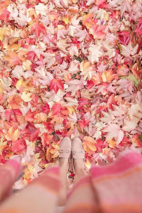 Pastel Lifestyle, Pink Winter Aesthetic, Fall Home Screen, Pastel Autumn, Pastel Fall, Air Nature, Autumn In My Heart, Pink Autumn, Fallen London