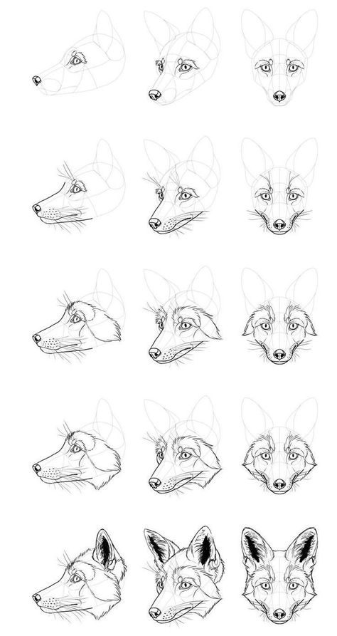 Fox Anatomy Drawing, Fox Drawing Tutorial, Fox Drawing Sketches, Fox Anatomy, Coyote Drawing, Easy Hair Drawings, Fox Sketch, Animal Infographic, Cats Art Drawing