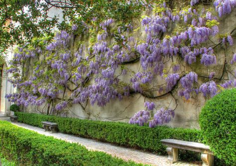 Wall of Wisteria | Flickr - Photo Sharing! Wisteria On Wall, Monterey House, Wisteria Wall, Wisteria Sinensis, Wisteria Garden, Vine And Branches, Bedroom Mural, Wisteria Flowers, Roof Gardens