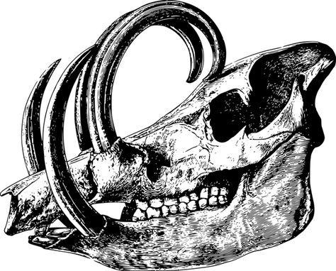 Boar Skull, Pig Skull, Traditional Viking Tattoos, Stickers Images, Rabe Tattoo, Wild Pig, Mask Drawing, Creepy Tattoos, Skull Svg