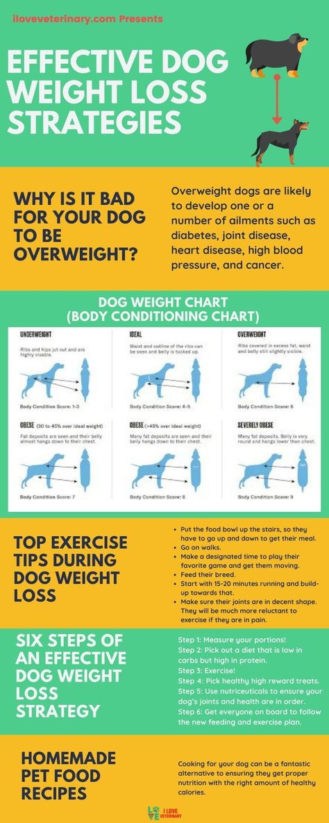 Spoiling your dogs is just in our DNA as pet lovers. There is such a thing as spoiling your dog too much. This usually results in an overweight dog. Being overweight is just as dangerous for your dog as it is for yourself. Getting your overweight dog to lose weight can be a challenge, but it can be done with proper nutrition, exercise, and direction. In this article, we will discuss some effective strategies for shedding pounds off your pooch. Dog Diet Plan Healthy, Dog Losing Weight Tips, Veterinary Infographics, Dog Weight Chart, Dog Diet Plan, Future Veterinarian, Pet Nutrition, Medicine Studies, Weight Charts