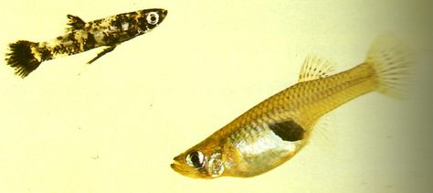 Pair Mosquito Fish - Gambusia holbrooki Mosquito Fish, Tropical Aquarium, Pretty Nature, Small Fish, Freshwater Fish, Tropical Fish, Aquarium Fish, Bugs, Fish