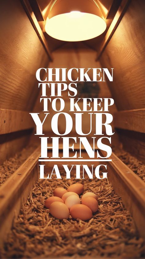 Warmly lit chicken coop interior with scattered fresh eggs on straw. Bold text reads, "Chicken Tips to Keep Your Hens Laying," conveying a cozy, informative tone. Chickens Not Laying Eggs, Chicken Coop Designs Diy, Winter Vacations, Hens On Nest, Chicken Coop Designs, Chicken Feed, Barnyard Animals, Egg Laying, Backyard Chickens