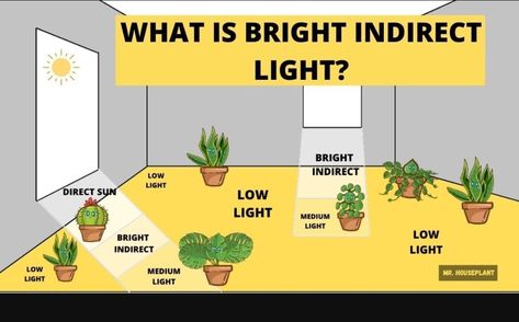 What Is Bright Indirect Light, Indoor Plants Indirect Light, Direct Vs Indirect Sunlight, Bright Direct Light Plants, Bright Indirect Light Plants, Indirect Light Plants, Bright Light Plants, Plants Lighting, Bright Indirect Light