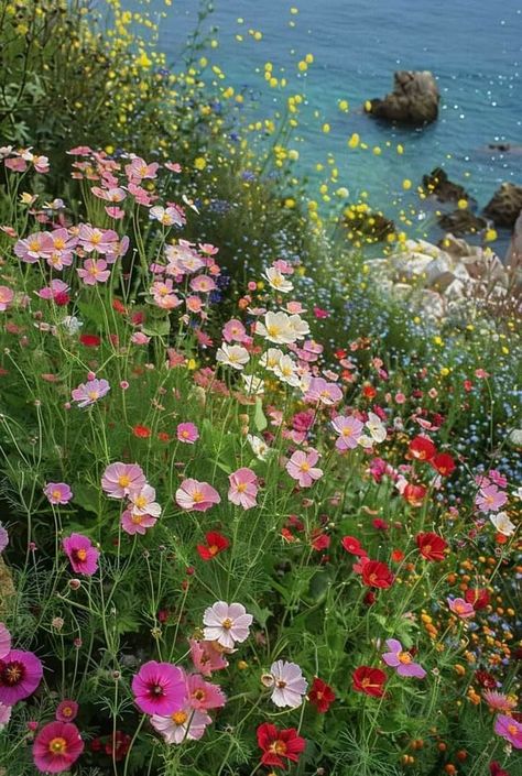 Wildflower Field Aesthetic, Italian Wildflowers, Daisy Field, Nothing But Flowers, Wildflower Garden, Spring Photography, Maximalism, Beautiful Flowers Pictures, Flowers Nature