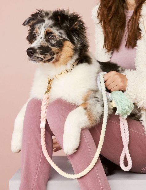 dog training Tricks #dogtrainingTricks Luxury Dog Accessories, Puppy Obedience Training, Positive Dog Training, Easiest Dogs To Train, Basic Dog Training, House Training Dogs, Dog Training Techniques, Best Dog Training, Dog Leashes