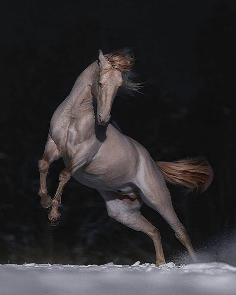 Videos Of Horses, Scary Horse, Kathiyawadi Horse, Andalusian Horse, Horse Drawing, All The Pretty Horses, Pretty Horses, Horse Photography, Horse Pictures