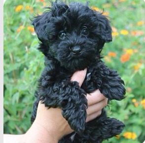 Cute little curly haired dog. Black Labradoodle Puppy, Poodle Black, Black Labradoodle, Australian Labradoodle Puppies, Mini Poodle, Poodle Miniature, Small Puppy, Black Puppy, Australian Labradoodle