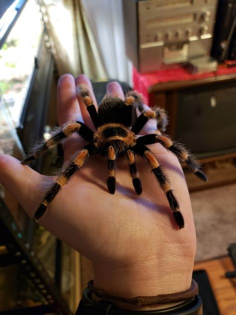 Pet Tranchulas, Coquette Tarantula, Tarantula Pet, Pretty Spiders, Aesthetic Tarantula, Rose Tarantula, Suntiger Tarantula, Tarantula Habitat, Mexican Tarantula