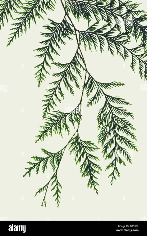 Cedar Branch Tattoo, Western Red Cedar Tattoo, Cedar Tree Drawing, Cedar Embroidery, Redwood Branch Tattoo, Cedar Tattoo, Cedar Tree Watercolor, Cedar Tree Illustration, Cedar Sprig