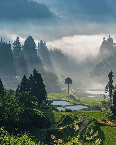 Japan Village Aesthetic, Japanese Rural Aesthetic, Farming Village, Japan Rural Town, Japan Rice Field, Small Farming, Rice Paddy, Landscape Reference, Nara Prefecture Japan