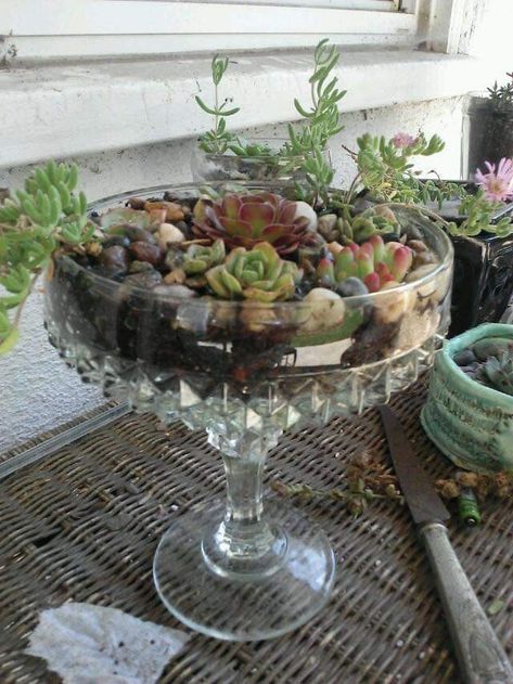 Crystals And Succulents, Crystal Bowls Decor Ideas, Crystal Bowl Decor Ideas, Succulents In Glass, Plant Centerpieces, Crystal Candy Dish, Plants In Jars, Creative Garden Decor, Prayer Garden