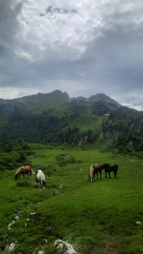 Horses in the mountains Wild Horse Wallpaper, Horses In The Wild, Keilah Core, Farm Aesthetic Wallpaper, Land With Horses, Horses In Mountains, Horses Mountains, Horses In A Field, Mountain Hiking Aesthetic