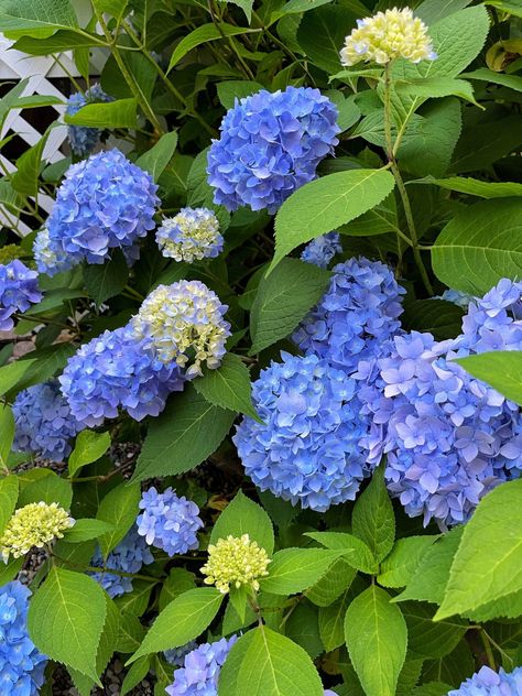 Looking to grow hydrangeas? It's important to know the hydrangea care basics to get the most out of their flowers. Here's what you need to know. #hydrangeacare #hydrangeaarrangements #Hydrangeagarden #freshcuthydrangea #dryinghydrangeas #dryahydrangea #pruning #pruninghydrangeas #plantinghydrangeas #cottagegardenflowers #cottagegardenplants #cottagegardening #cottagegardenstyle #gardenflowers #gardeningtips #gardeninghacks #gardeningforbeginners Flowers Aesthetic Blue, Blooming Flower Tattoo, Hydrangea Flower Bed, Propagating Hydrangeas, Pruning Hydrangeas, Tattoo Garden, Allium Flowers, Tattoo Plant, Endless Summer Hydrangea