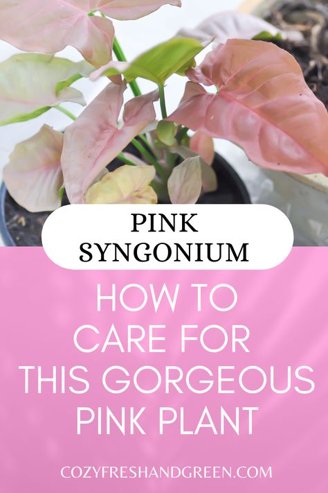 Syngonium Pink Spot, Syngonium Podophyllum Pink, Pink Syngonium Care, Pink Arrowhead Plant, Arrowhead Plant Care, Syngonium Care, Pink Leaf Plant, Pink Syngonium, Syngonium Pink Splash